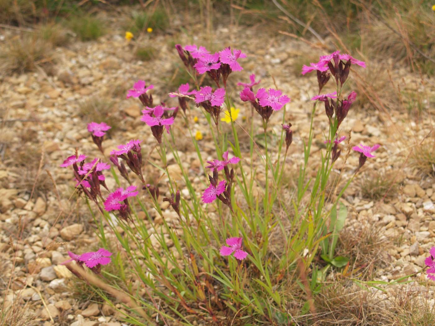 Pink, Maiden plant